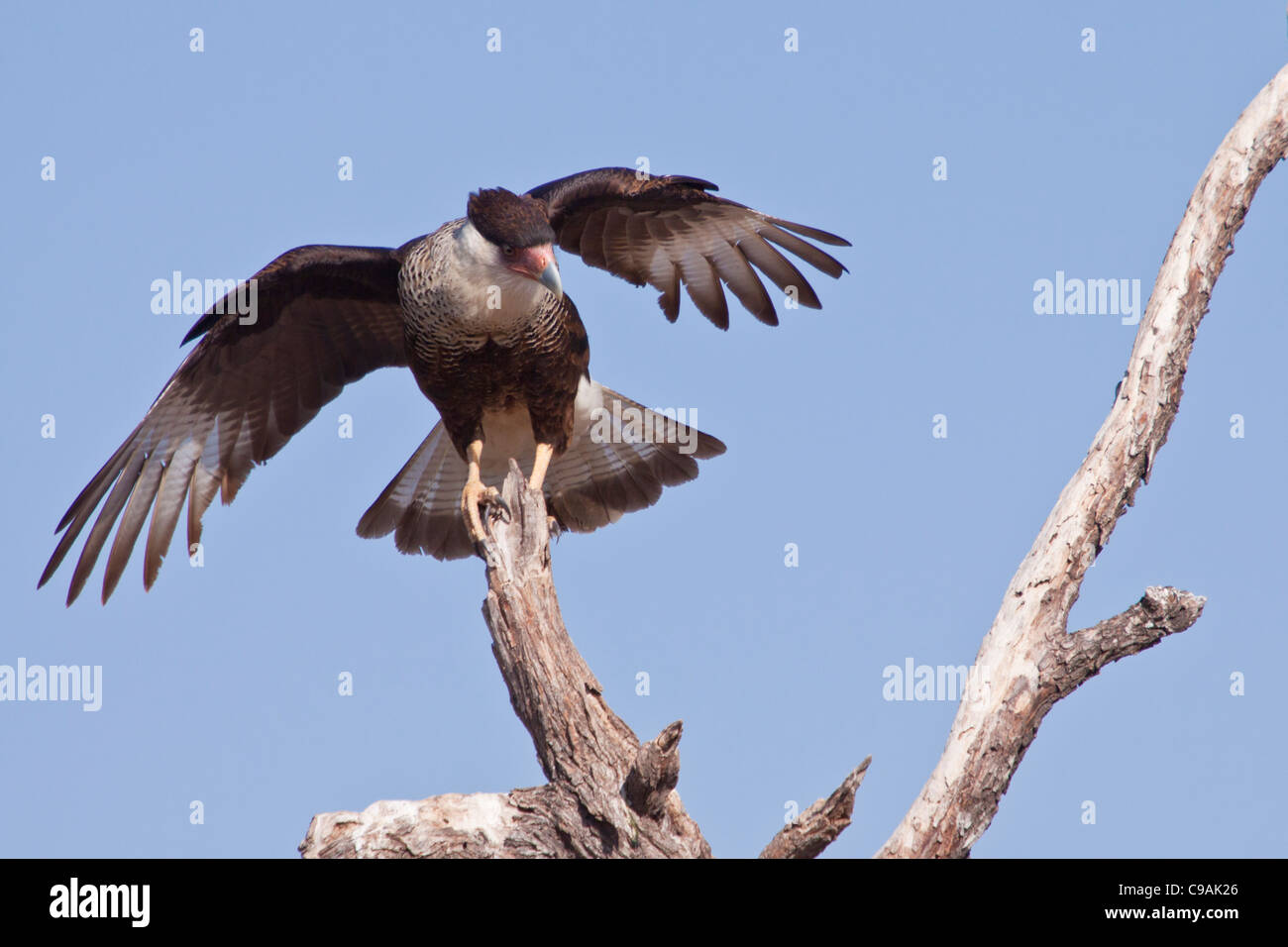 Caracara crestata, Caracara cheriway, o Polyborus plancus, presso il rifugio naturale Javelina-Martin nel Texas del Sud. Foto Stock