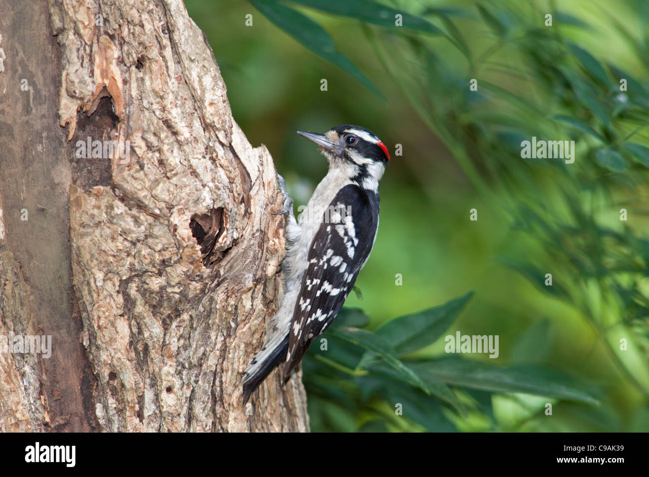 Picchio roverella, Picoides pubescens o Dryobates pubescens, picchio più piccolo in Nord America. Foto Stock