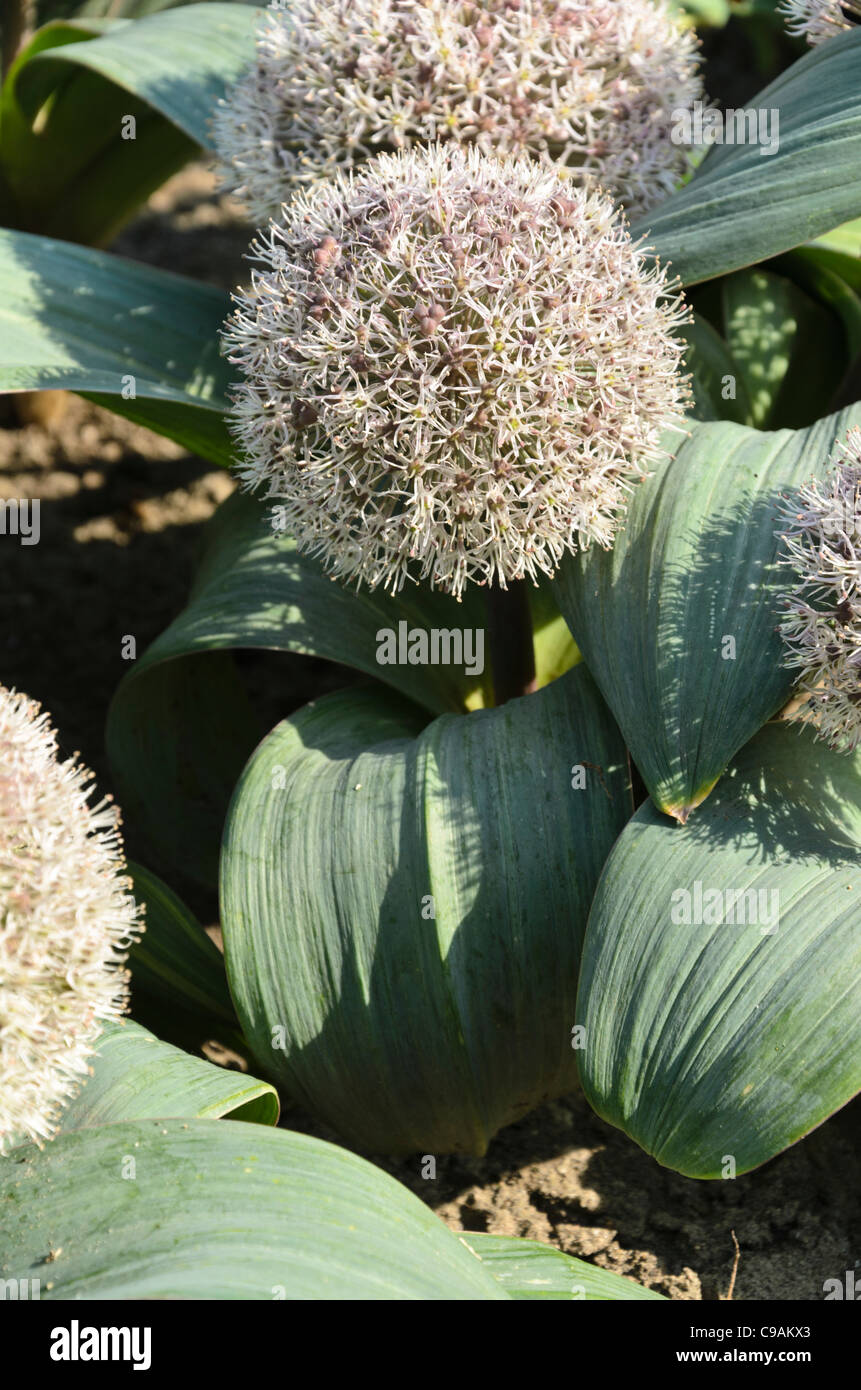 Turkestan allium (allium karataviense) Foto Stock