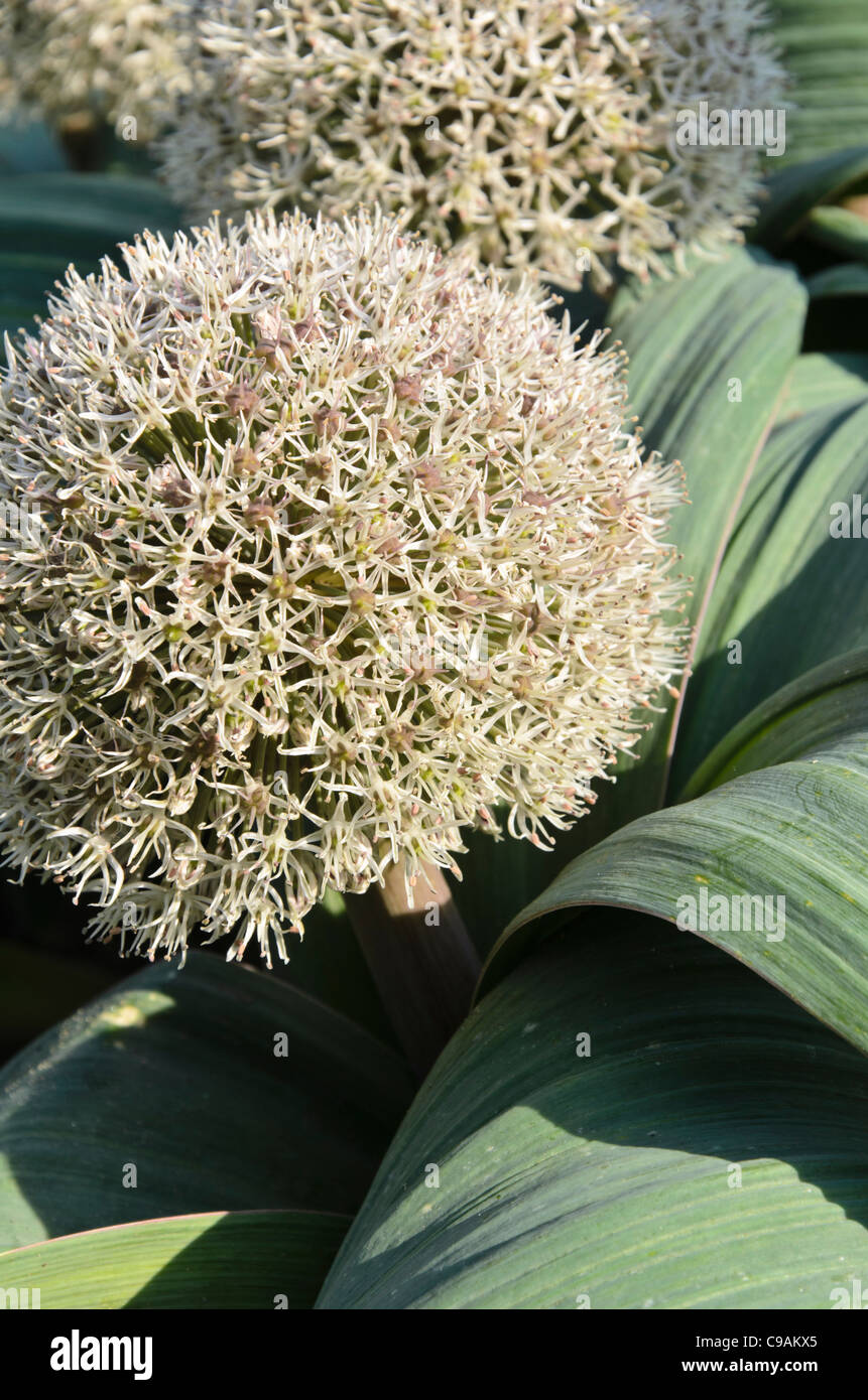 Turkestan allium (allium karataviense) Foto Stock