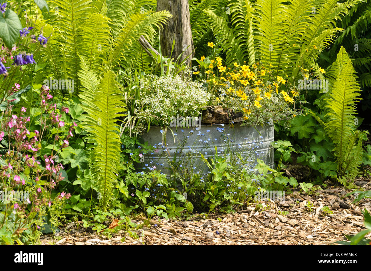 (Euforbia euphorbia hypericifolia "diamond frost") e beggarticks (bidens) in un trogolo di stagno Foto Stock