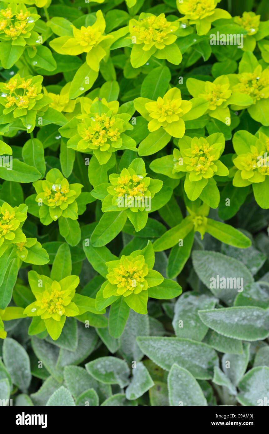 Cuscino (Euforbia euphorbia polychroma 'primari' syn. euphorbia epithymoides 'primari') Foto Stock