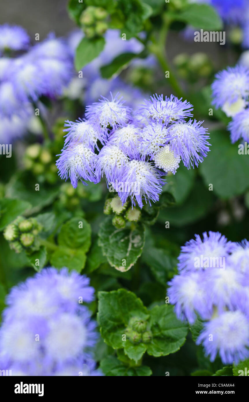 Fiore di filo interdentale (ageratum houstonianum 'artista alto delft') Foto Stock