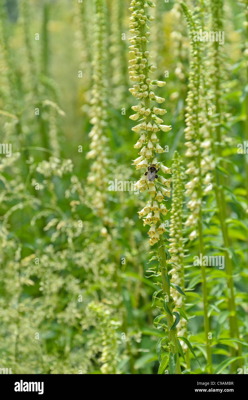 Foxglove giallo (digitalis lutea) e Bumble Bee (bombus) Foto Stock