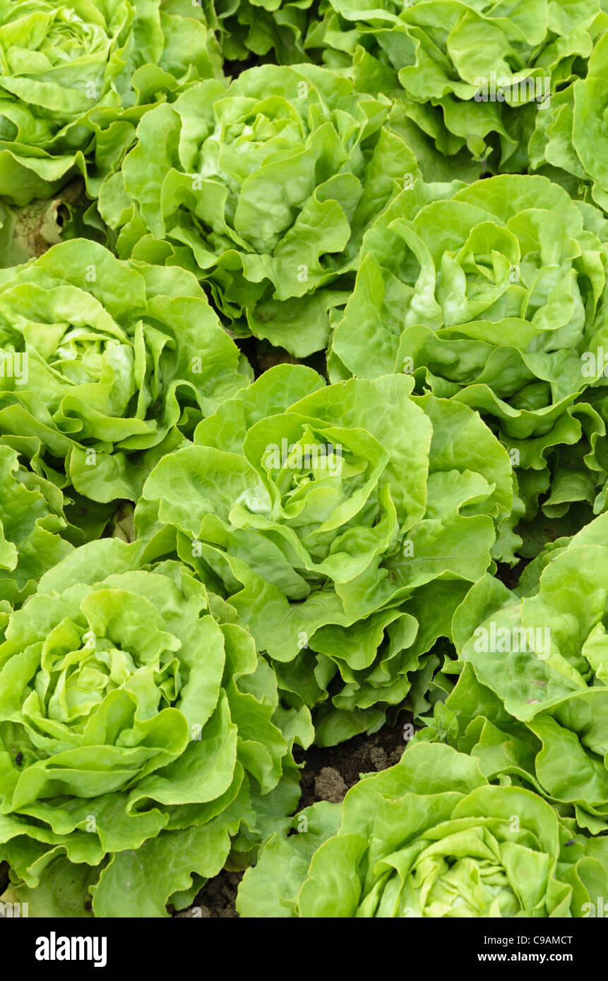 Cespo di lattuga (lactuca sativa var. capitata "Gisela') Foto Stock