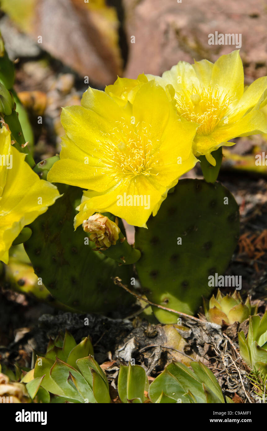 Est di fico d'India (Opuntia humifusa) Foto Stock