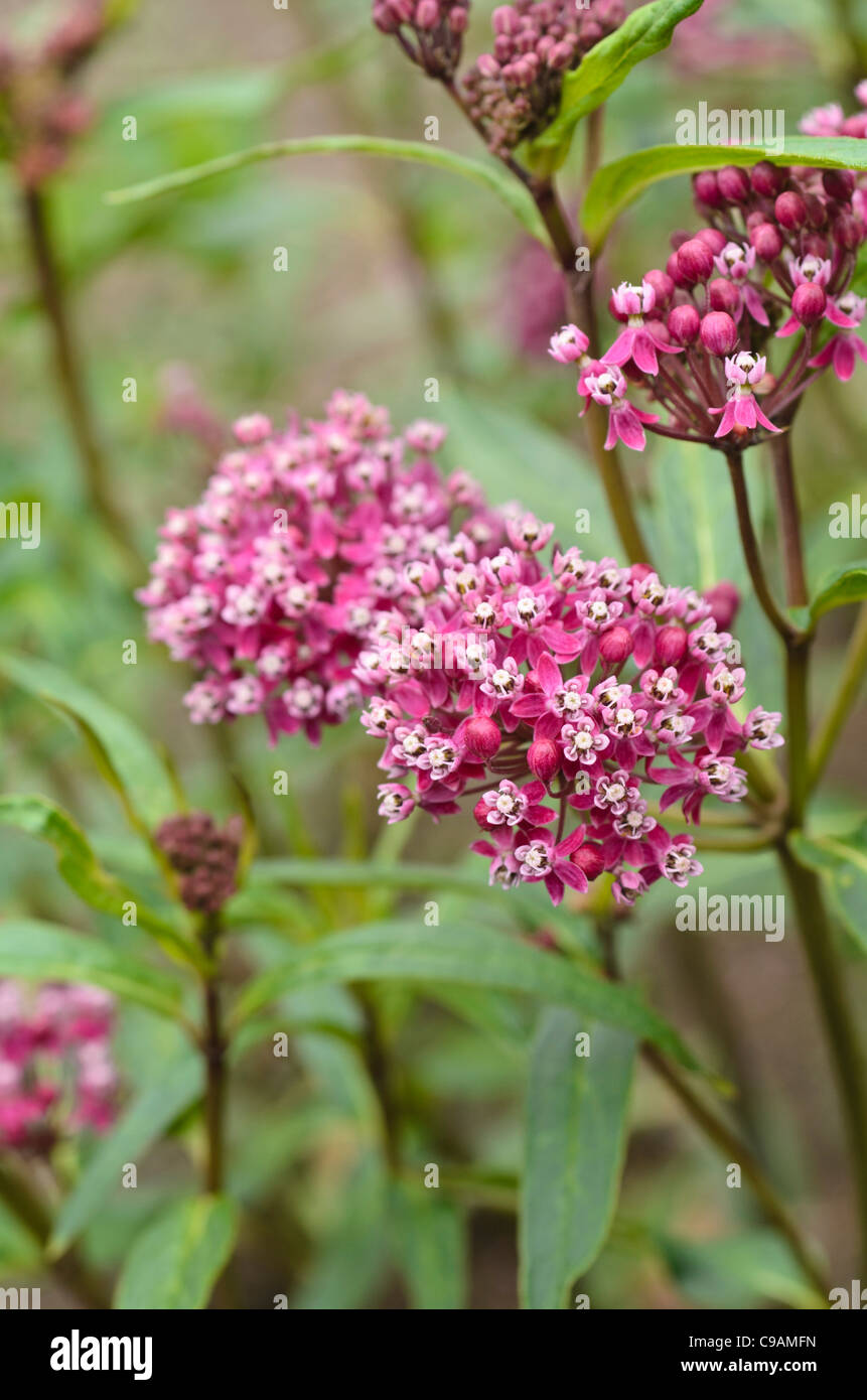 Swamp milkweed (asclepias incarnata) Foto Stock