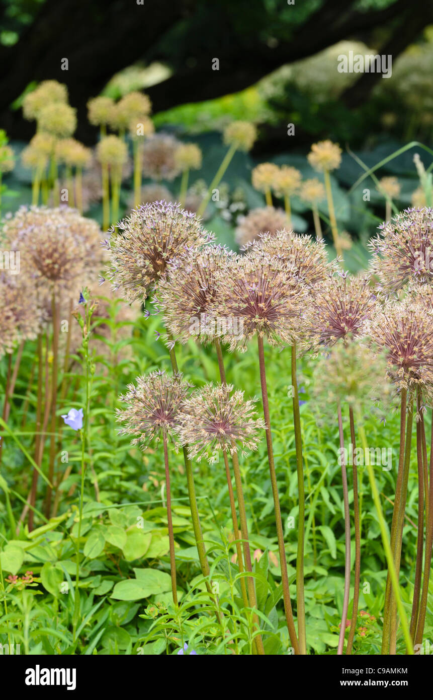Cipolla ornamentali (allium) Foto Stock