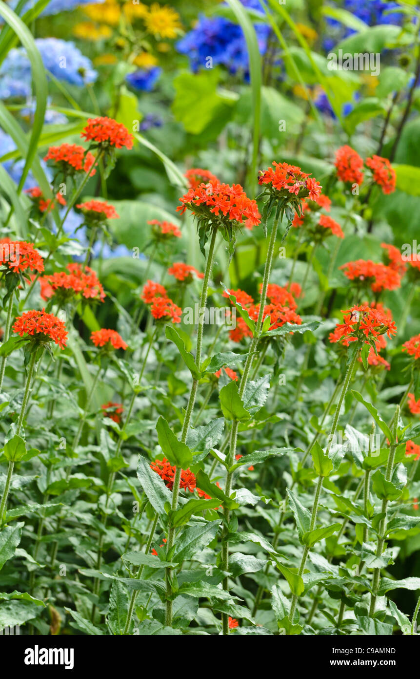 Croce di Malta (lychnis chalcedonica syn. silene chalcedonica) Foto Stock