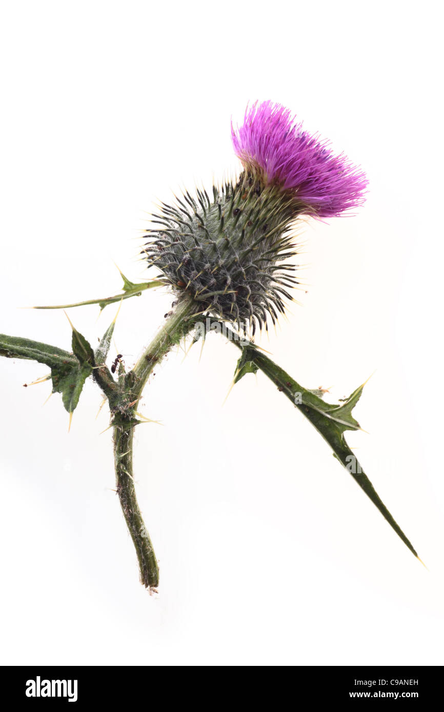 Agricoltura Ant afidi - singolo fiore di cardo isolato su sfondo bianco Foto Stock