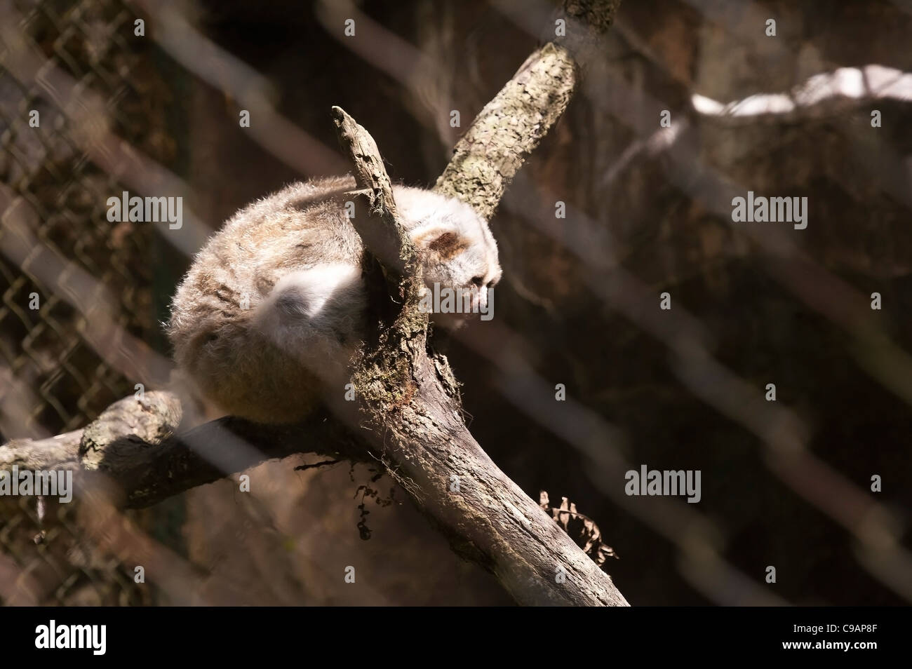 Loris di gabbia. Foto Stock