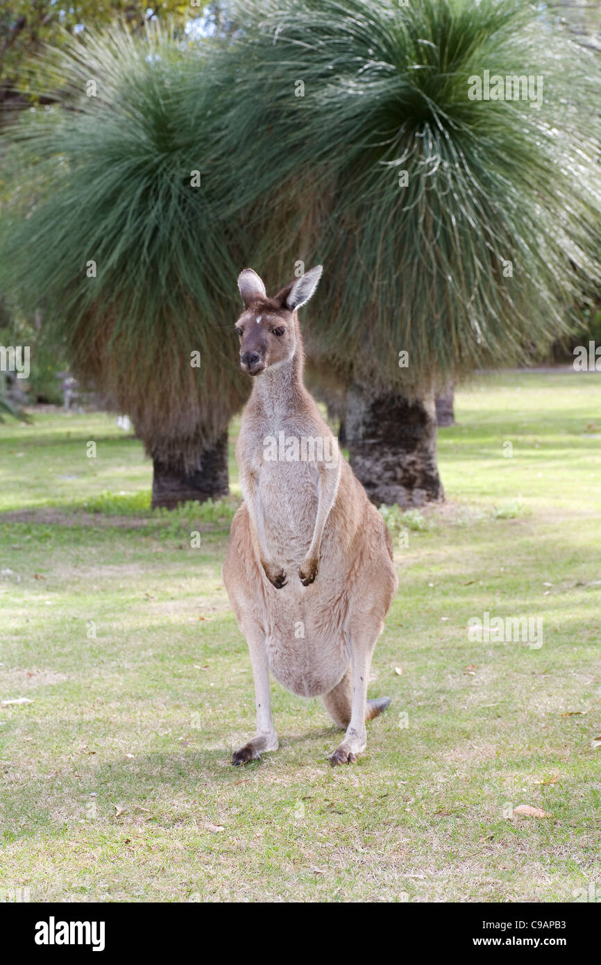 Femmina grigio occidentale Canguro (Macropus fuliginosus) con native Western Australian Xanthorrhoea alberi di erba in background Foto Stock