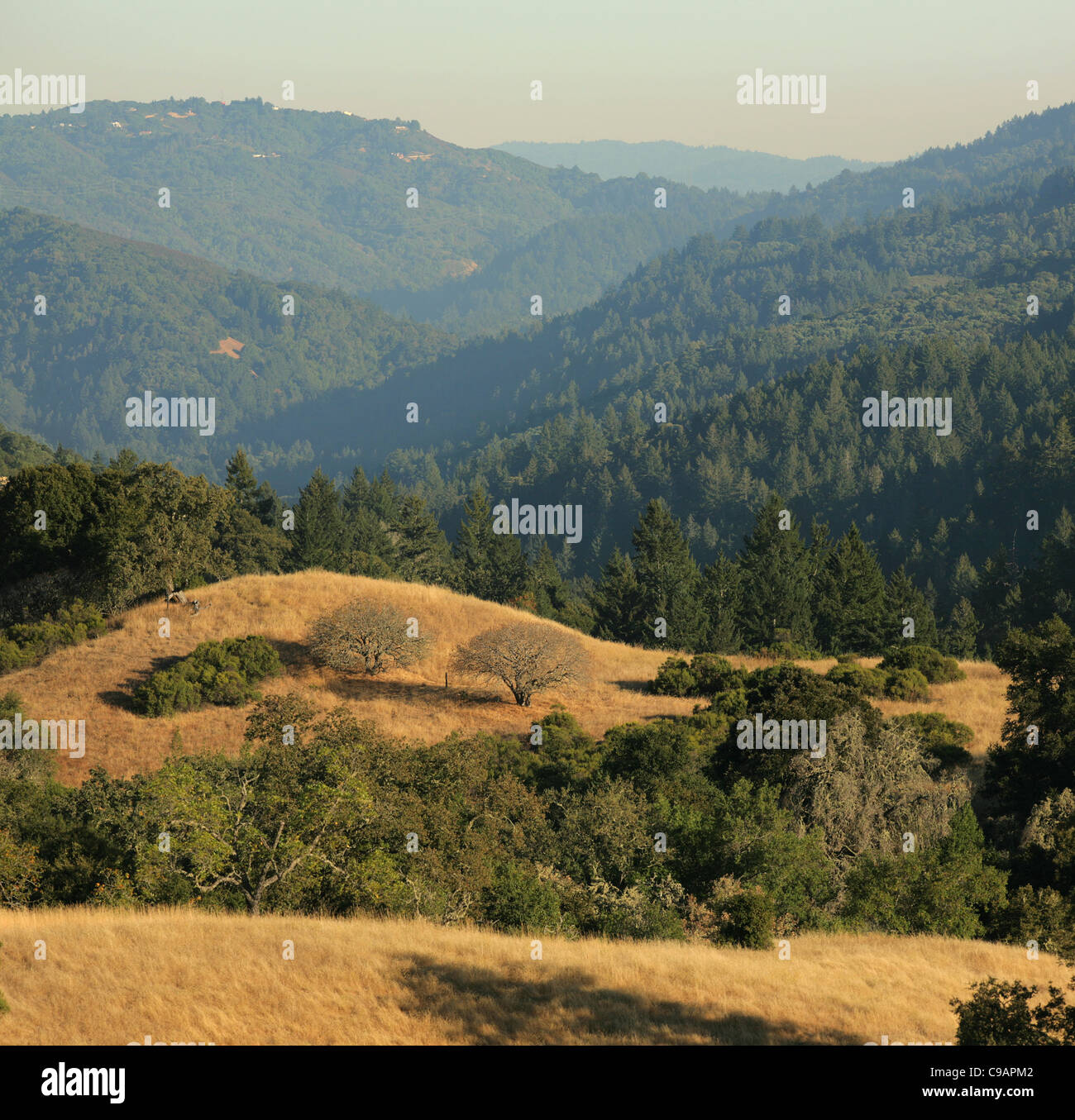 California centrale vista panoramica di Santa Cruz Mountains da Monte Bello spazio aperto Foto Stock
