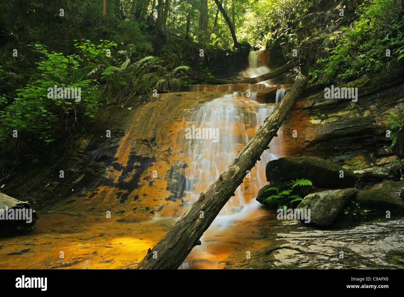 Lussureggiante foresta pluviale cascata: cascata dorata cade a Big Basin State Park, California Foto Stock