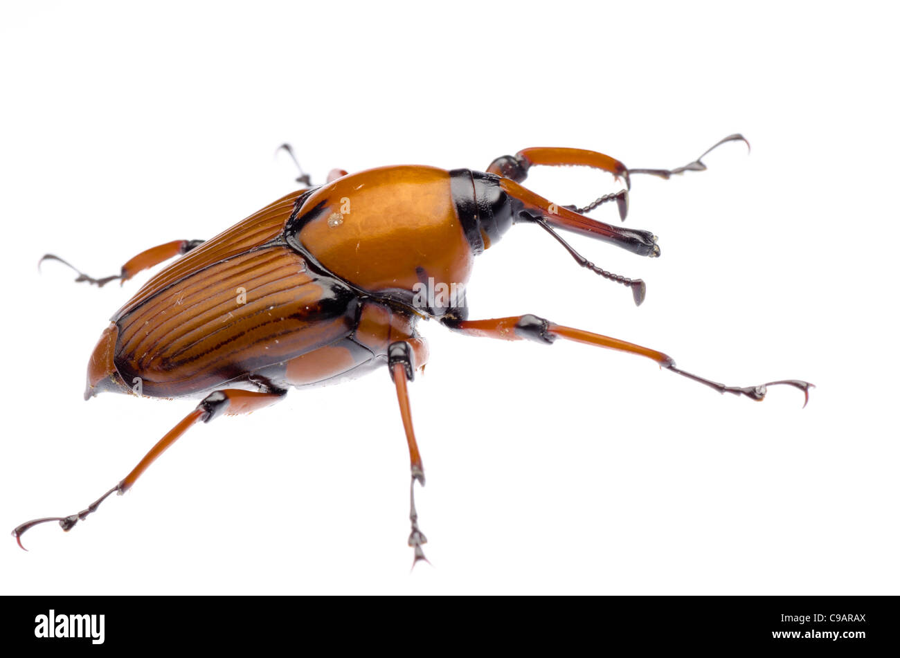 Curculione palm snout beetle Foto Stock