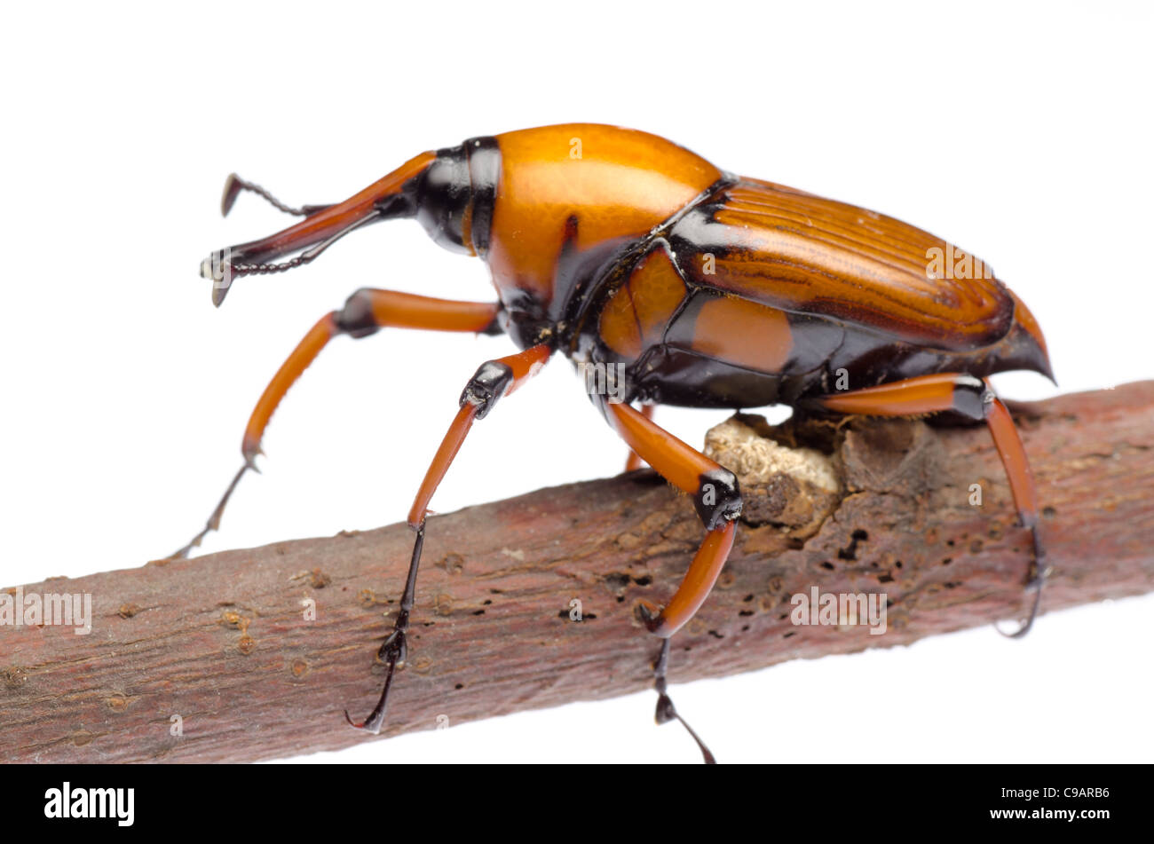 Curculione palm snout beetle Foto Stock