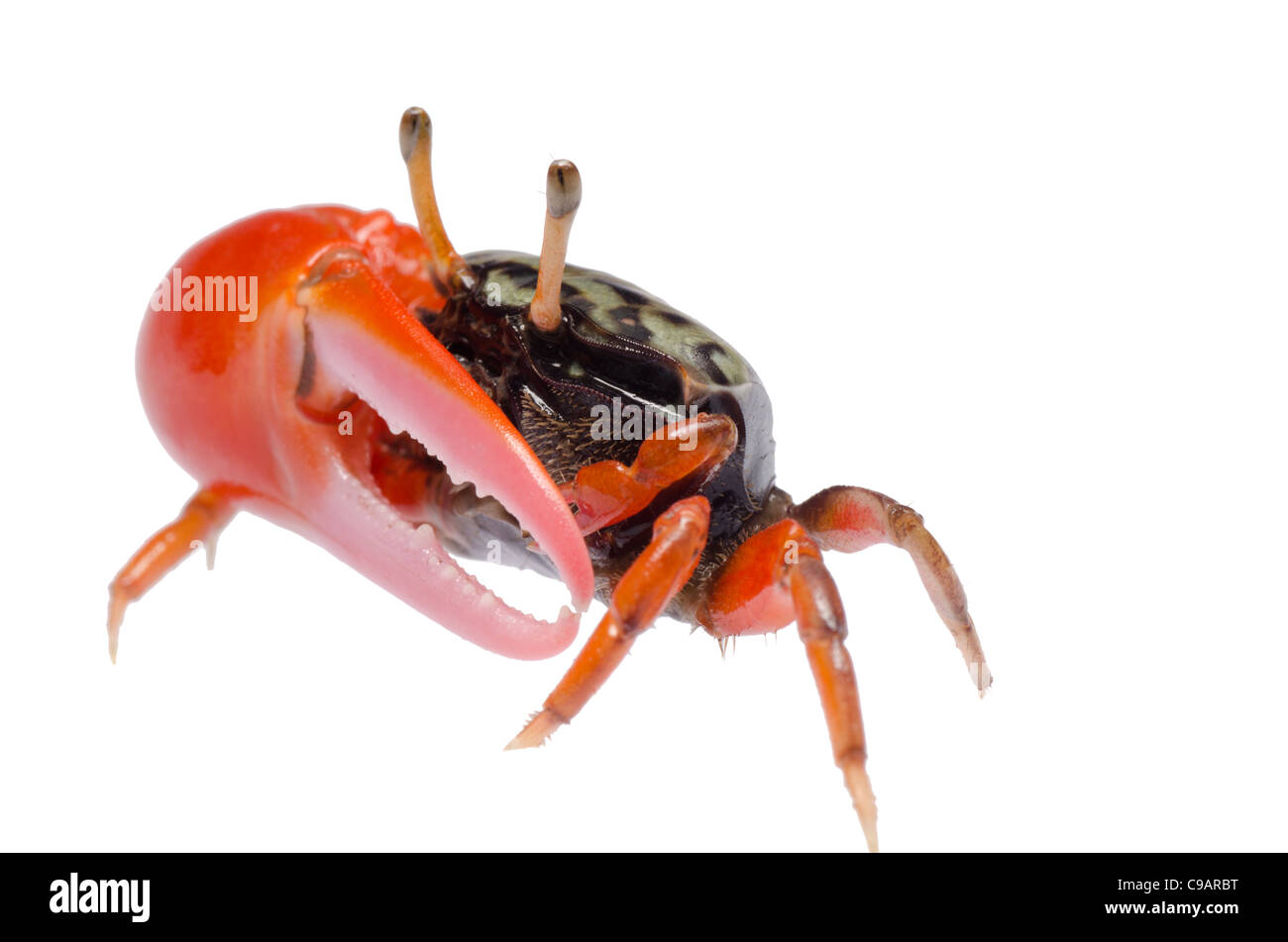 Fiddler crab isolato su bianco Foto Stock