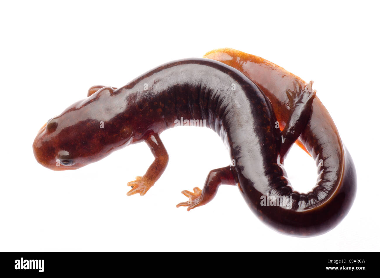 Cinese salamandra tsitou newt isolato su bianco Foto Stock