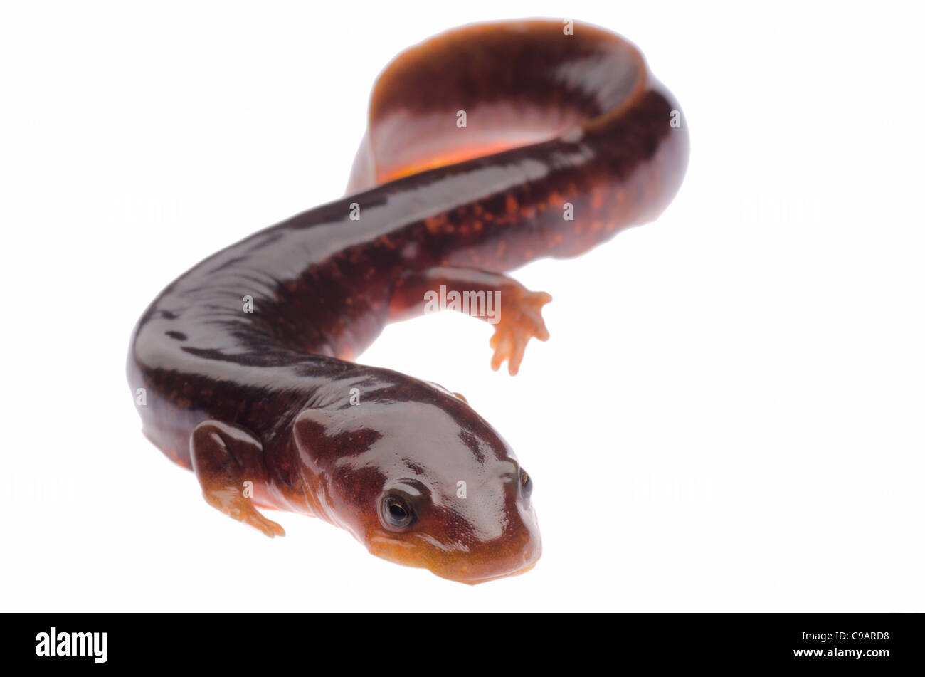 Cinese salamandra tsitou newt isolato su bianco Foto Stock