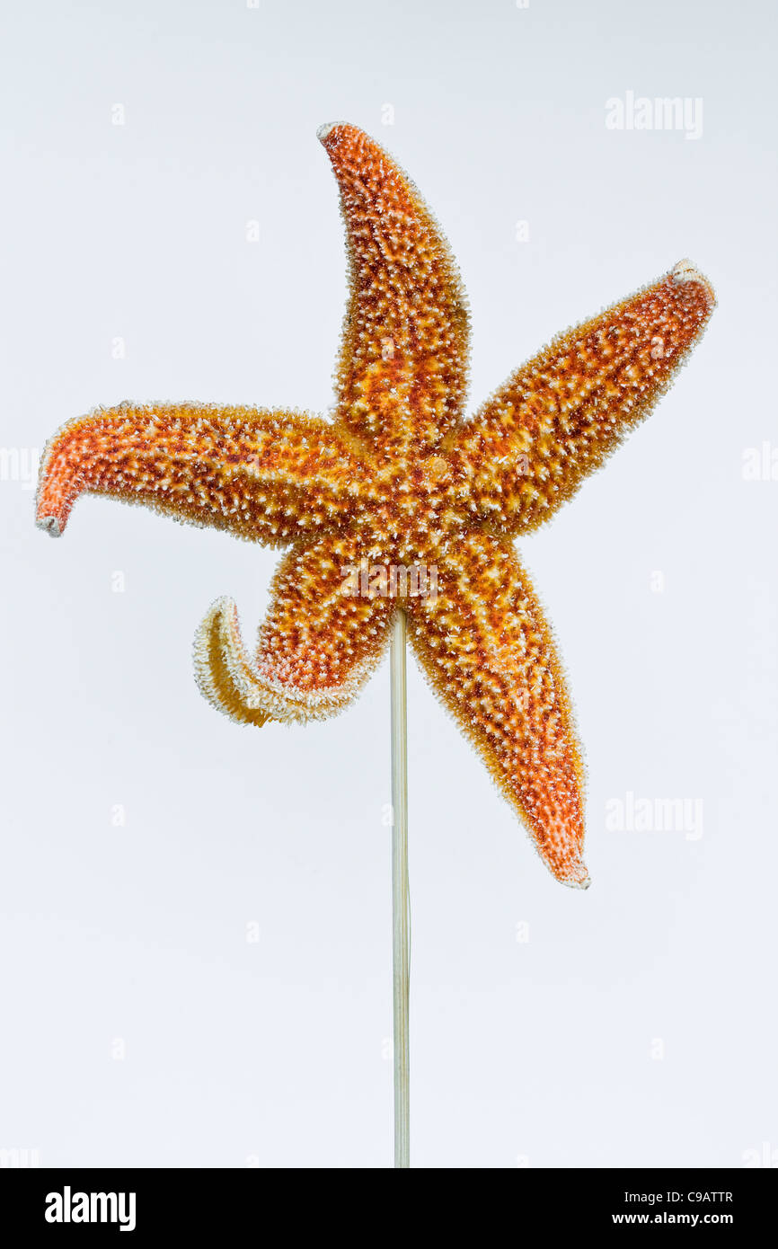 Spuntino fritto a base di pesce stellato in vendita al mercato notturno di Donghuamen a Pechino in Cina - un esempio dello strano o strano cibo mangiato dalle persone di tutto il mondo Foto Stock