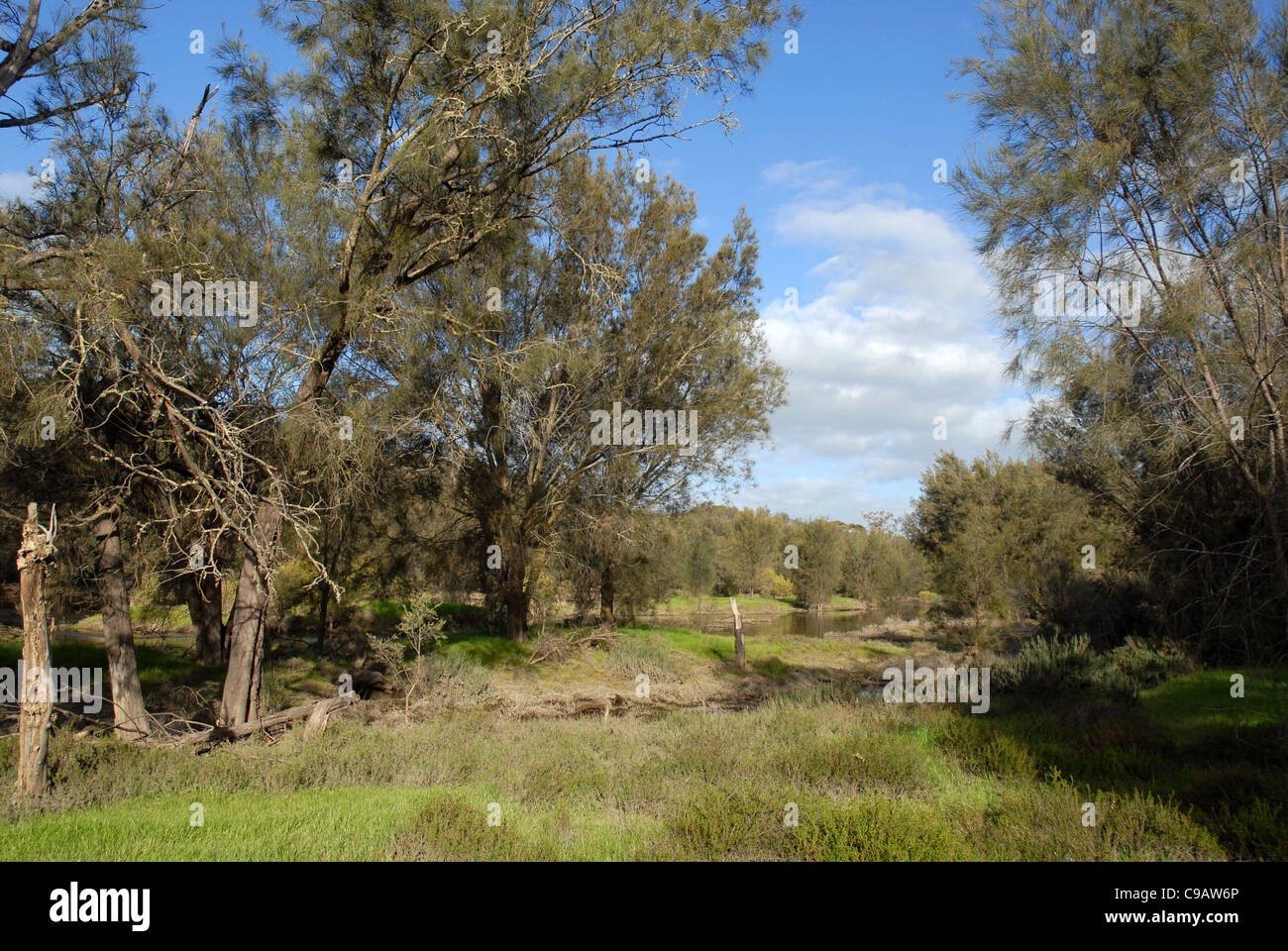 Alberi sulle rive del fiume Avon, Valle di Avon, vicino a York, Australia occidentale, Australia Foto Stock