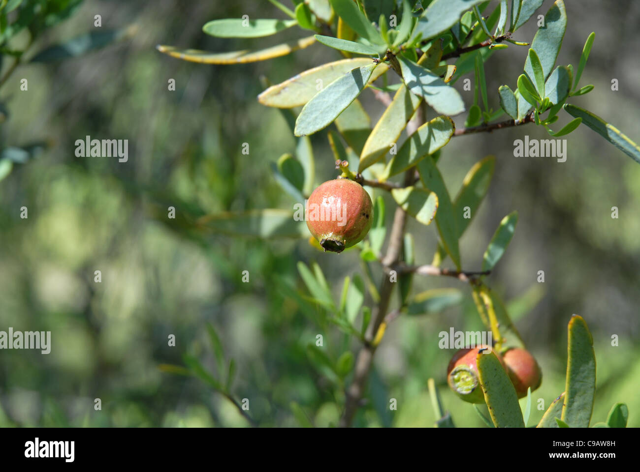 Il dado di legno di sandalo su albero, Santalum spicatum, Valle di Avon,  Australia occidentale, Australia Foto stock - Alamy