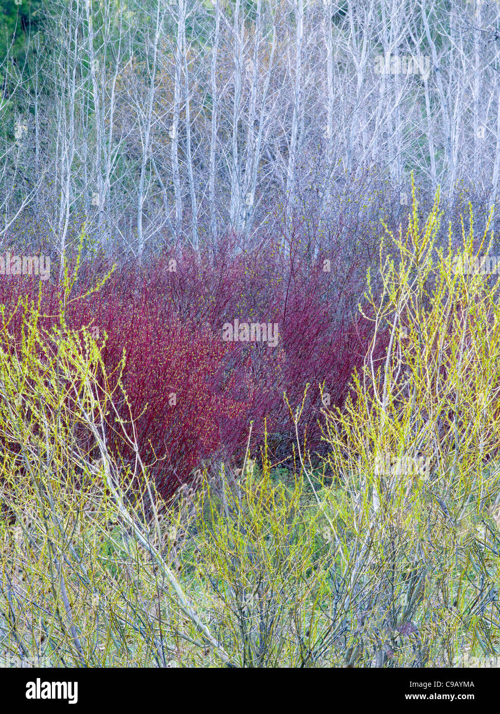 Salici in primavera con alberi di Aspen. . Vicino a John giorno, Oregon Foto Stock