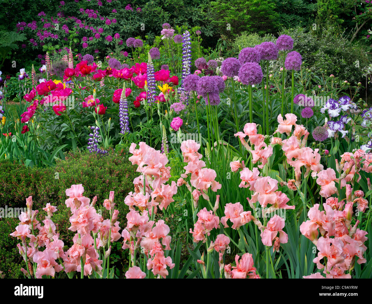 Iris e altri fiori a Schreiner dell'iride giardini. Brooks, Oregon Foto Stock