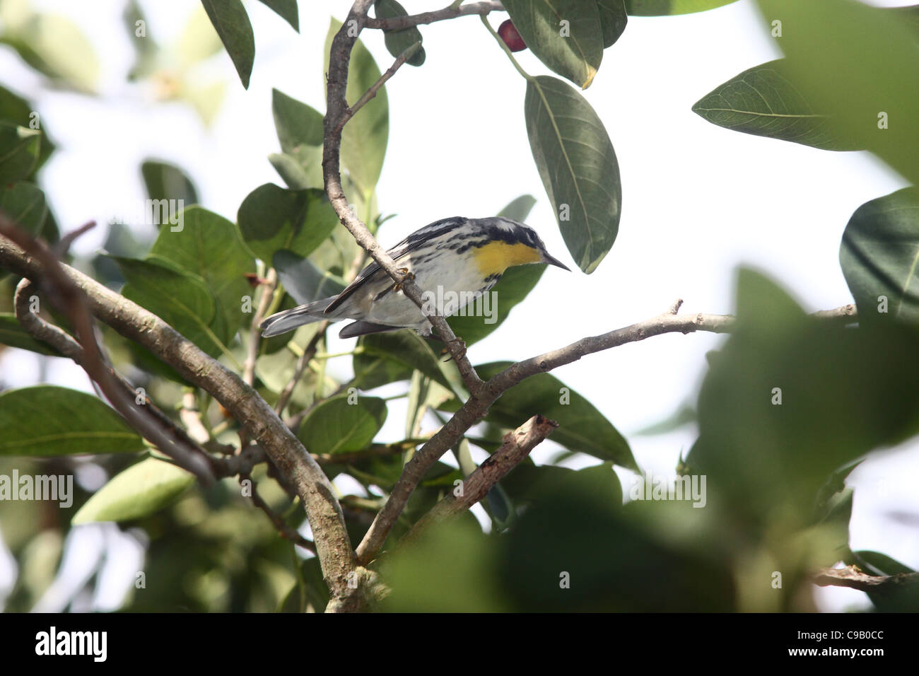 North American Capinere Foto Stock