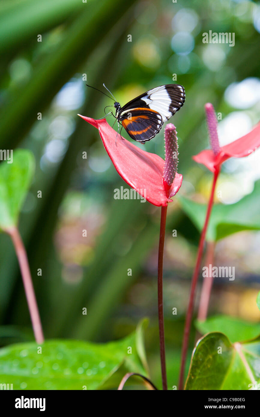 Cydno Longwing (Heliconius cydno) farfalla in appoggio su una foglia a Franklin Park Conservatory in Columbus, Ohio. Foto Stock