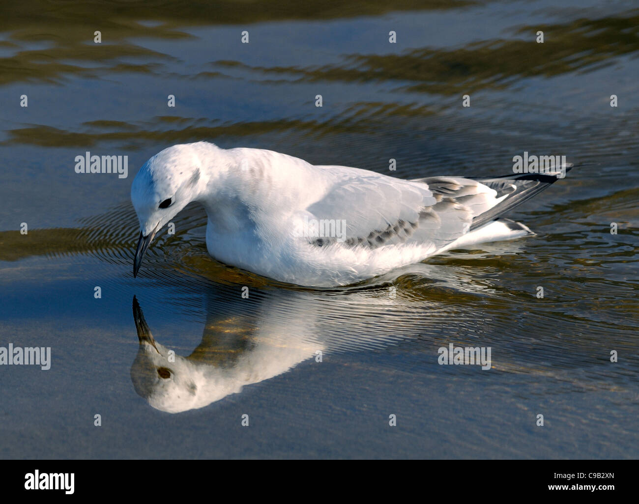 Il Gabbiano di Bonaparte (Chroicocephalus philadelphia) si tuffa in acque poco profonde, sbirciando alla riflessione. Piccolo gabbiano in inverno piumato con becco nero. Foto Stock