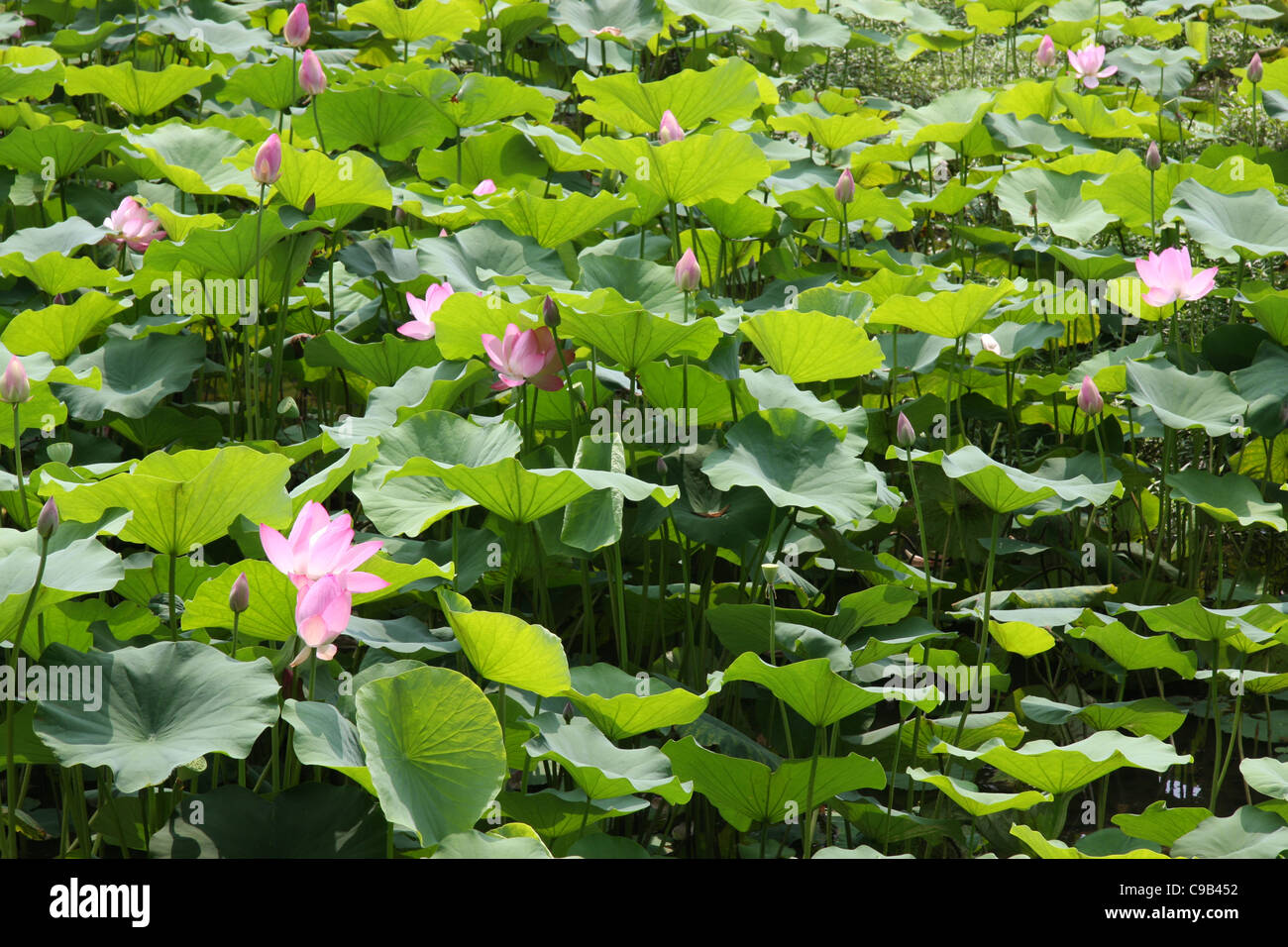 I fiori di loto in stagno sul Monte Jiuhua, Cina Foto Stock