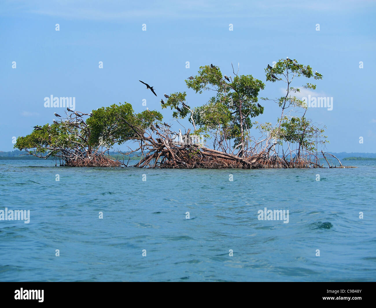 Piccola isola di mangrovie con fregata di uccelli di mare, Caraibi, Bocas del Toro, Panama Foto Stock
