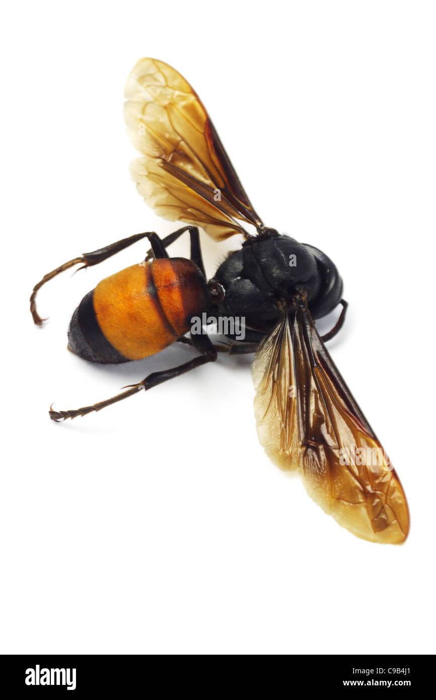 Close up di dead hornet giacente su sfondo bianco Foto Stock