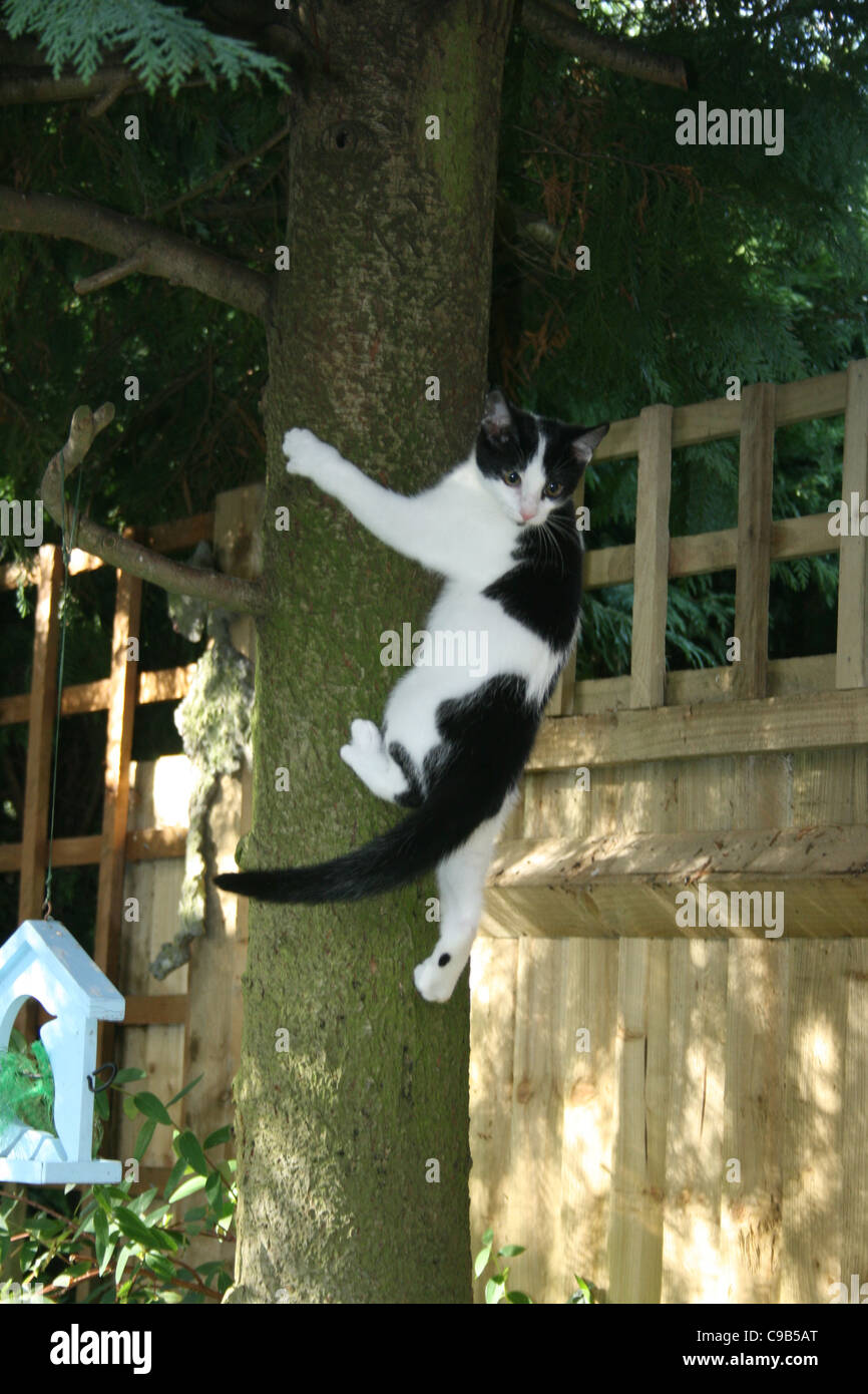 Bianco e nero cat climbing conifera albero tronco con bird box e giardino recinto in vista in vista. Foto Stock