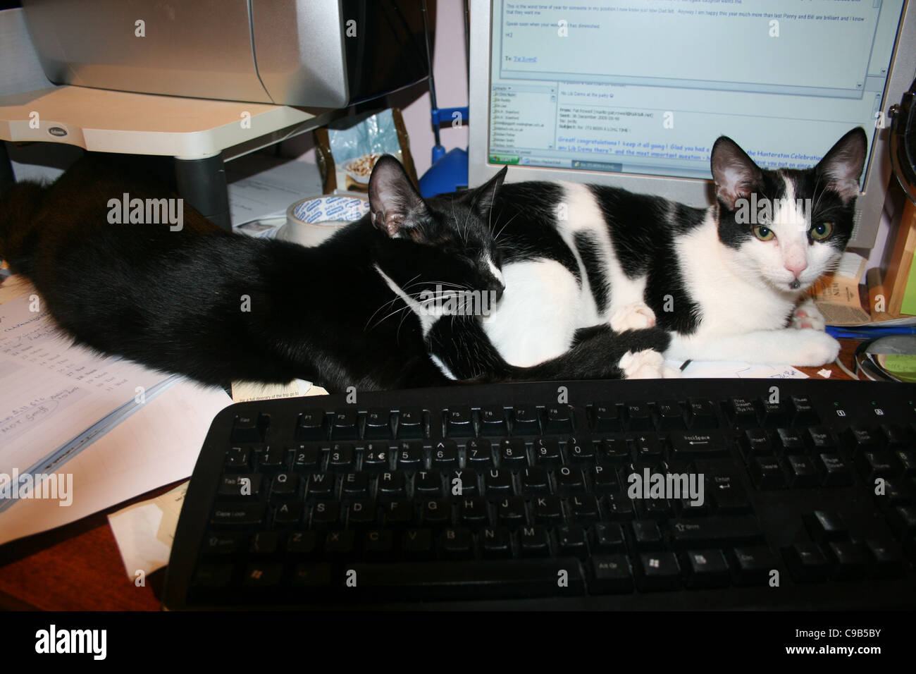 Maschio nero gatto con il naso bianco e petto bianco e nero gatto maschio posa sulla scrivania in ufficio la tastiera del computer in primo piano Foto Stock