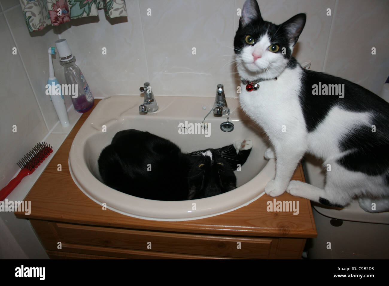 Maschio nero gatto con il naso bianco recante all'interno del bagno lavandino con connettore femmina bianco e nero cat in piedi accanto a lui . Foto Stock