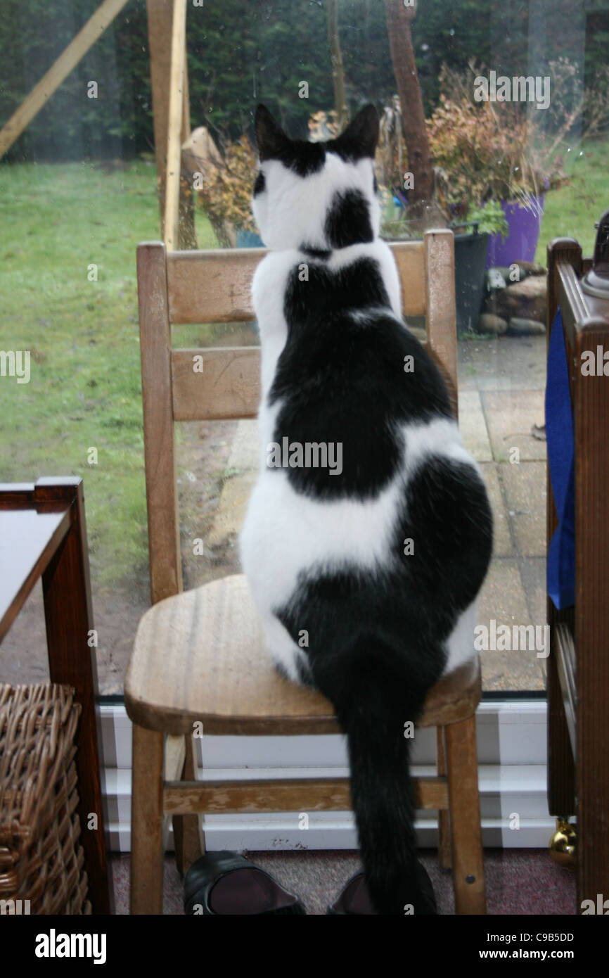 Bianco E Nero Gatto Maschio Seduto Sulla Sedia Per Il Bambino