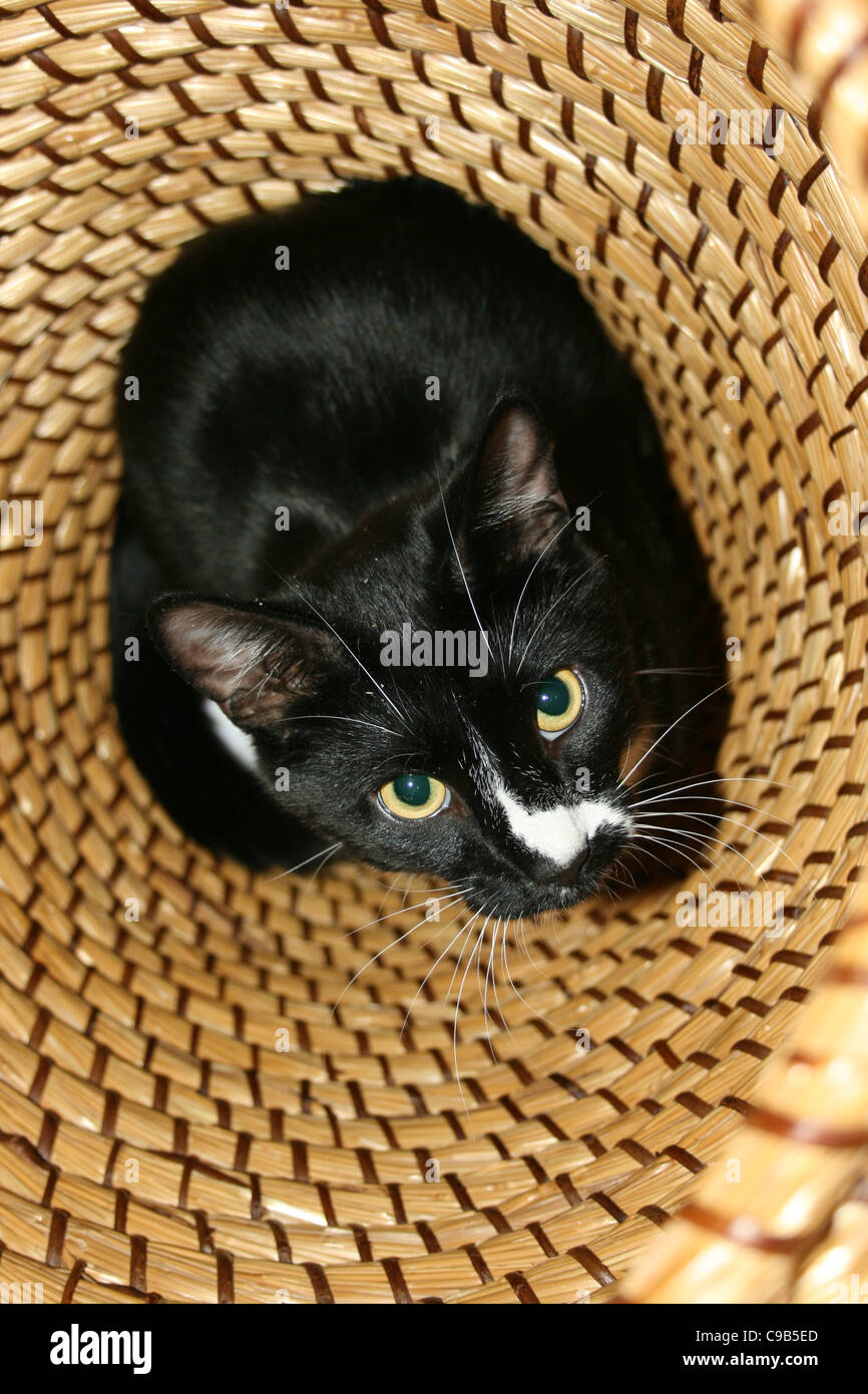 Maschio nero gatto con il naso bianco seduti nei panni di vimini cesto. Foto Stock