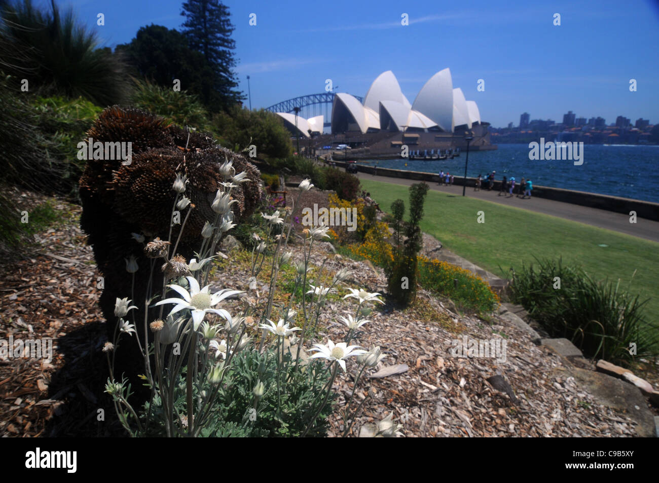 Fiori di flanella (Actinotus helianthi) e l'Opera House di Sydney, NSW, Australia. N. PR Foto Stock