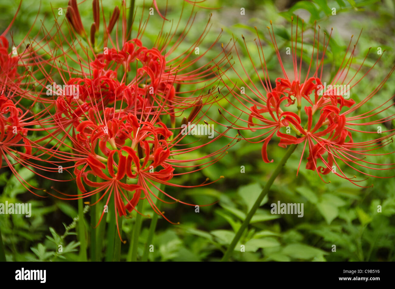 Lycoris radiata red spider lily immagini e fotografie stock ad alta ...