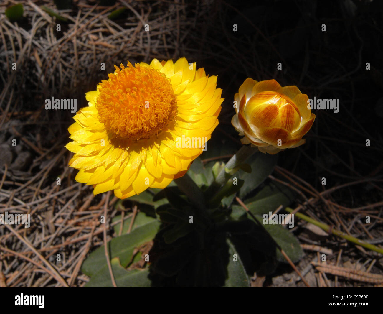 Giallo daisy eterna (Xerochrysum bracteatum), Noosa National Park, Sunshine Coast, Queensland, Australia Foto Stock