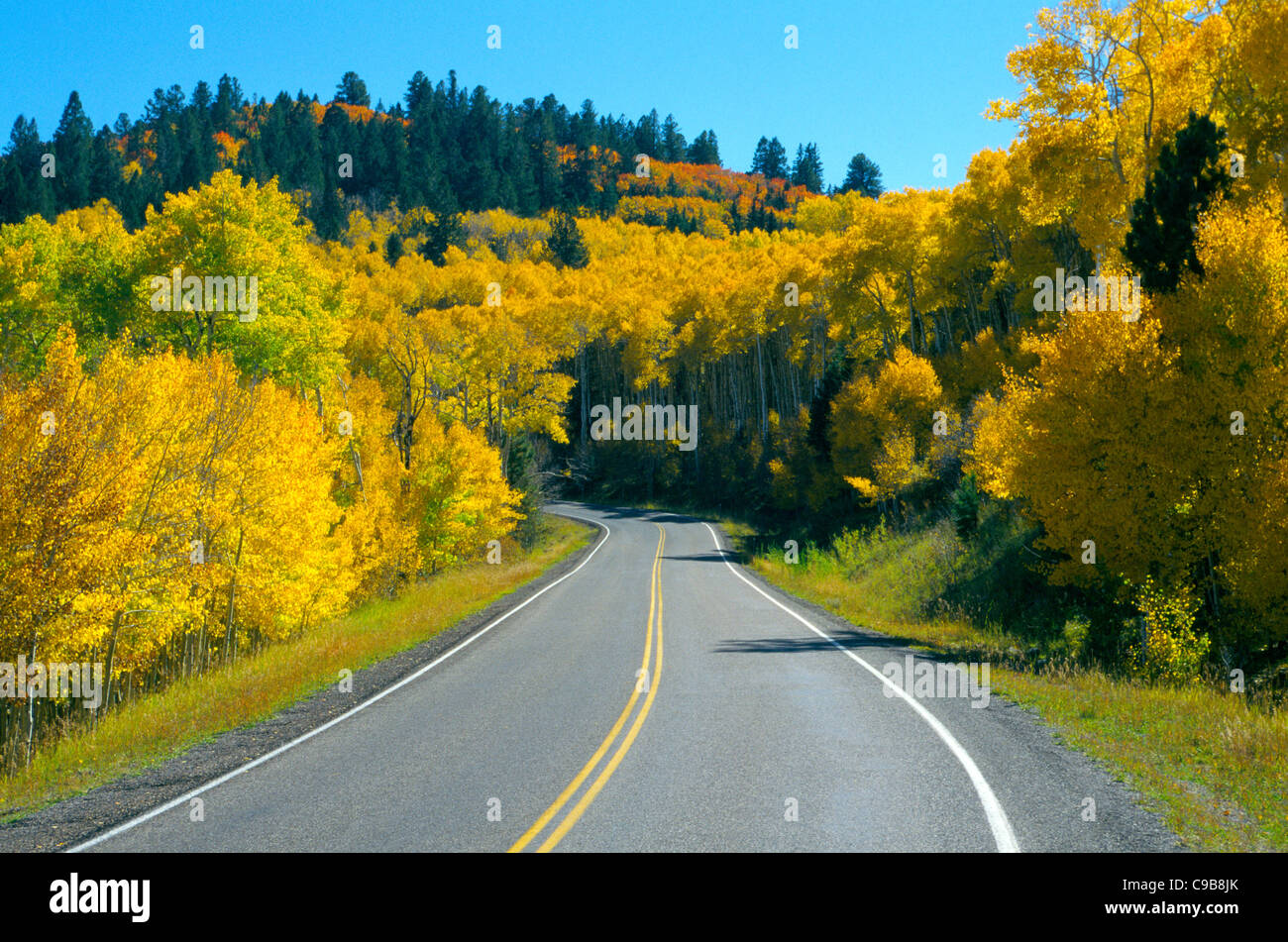 Una strada rurale conduce attraverso un bellissimo stand di aspen alberi che hanno trasformato il giallo oro durante l'autunno in Utah, Stati Uniti d'America. Foto Stock