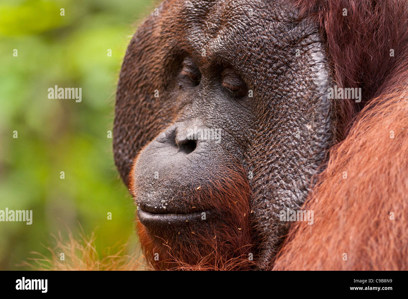 Colpo di profilo di una posizione dominante di maschio adulto Bornean orangutan Orang Utan orango con guanciali. Orizzontale. Copia dello spazio. Foto Stock