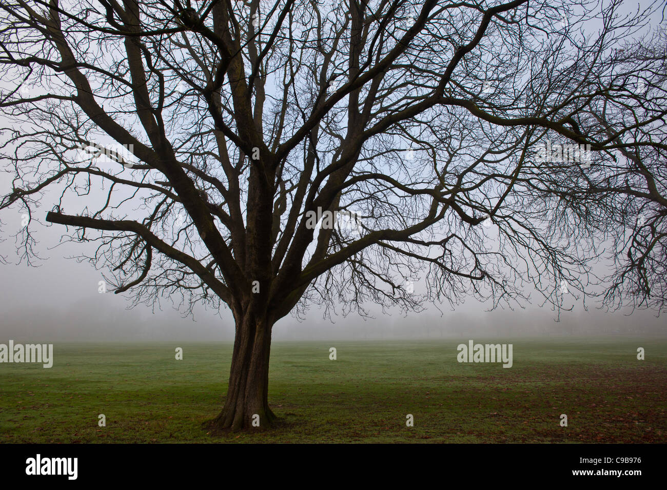 Ealing Common coperta di nebbia, London, Regno Unito Foto Stock