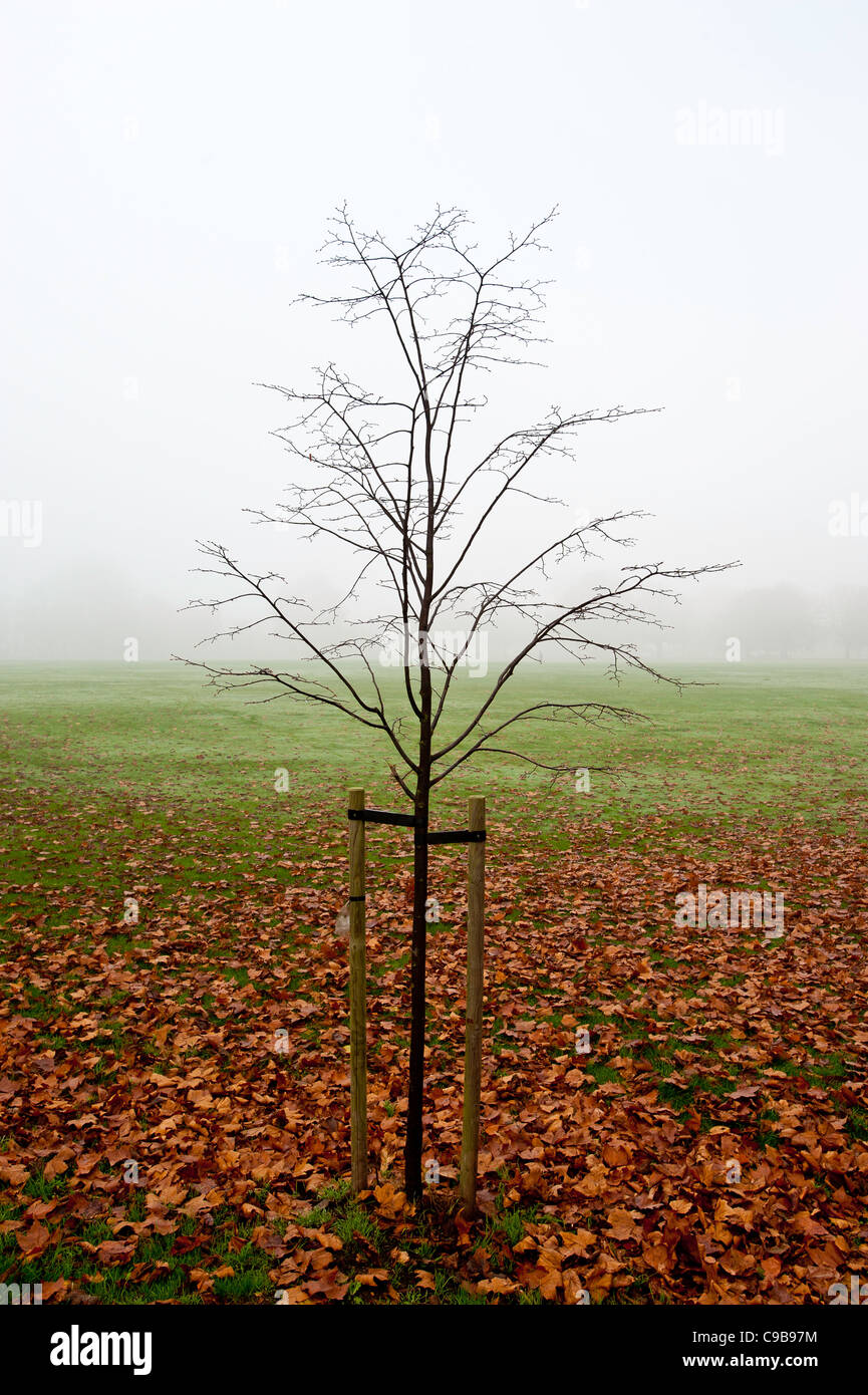 Ealing Common coperta di nebbia, London, Regno Unito Foto Stock