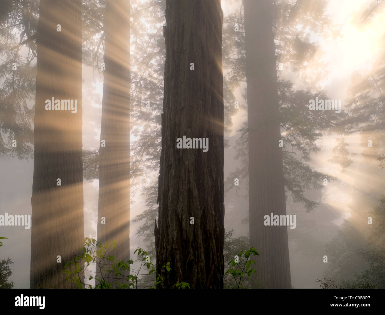 Alberi di sequoia a Lady Bird Johnson Grove. Redwood National e parchi statali, California Foto Stock