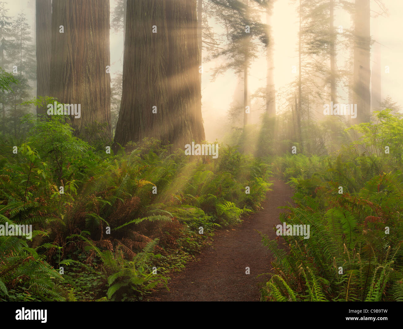 Alberi di sequoia e percorso in Lady Bird Johnson Grove. Redwood National e parchi statali, California Foto Stock