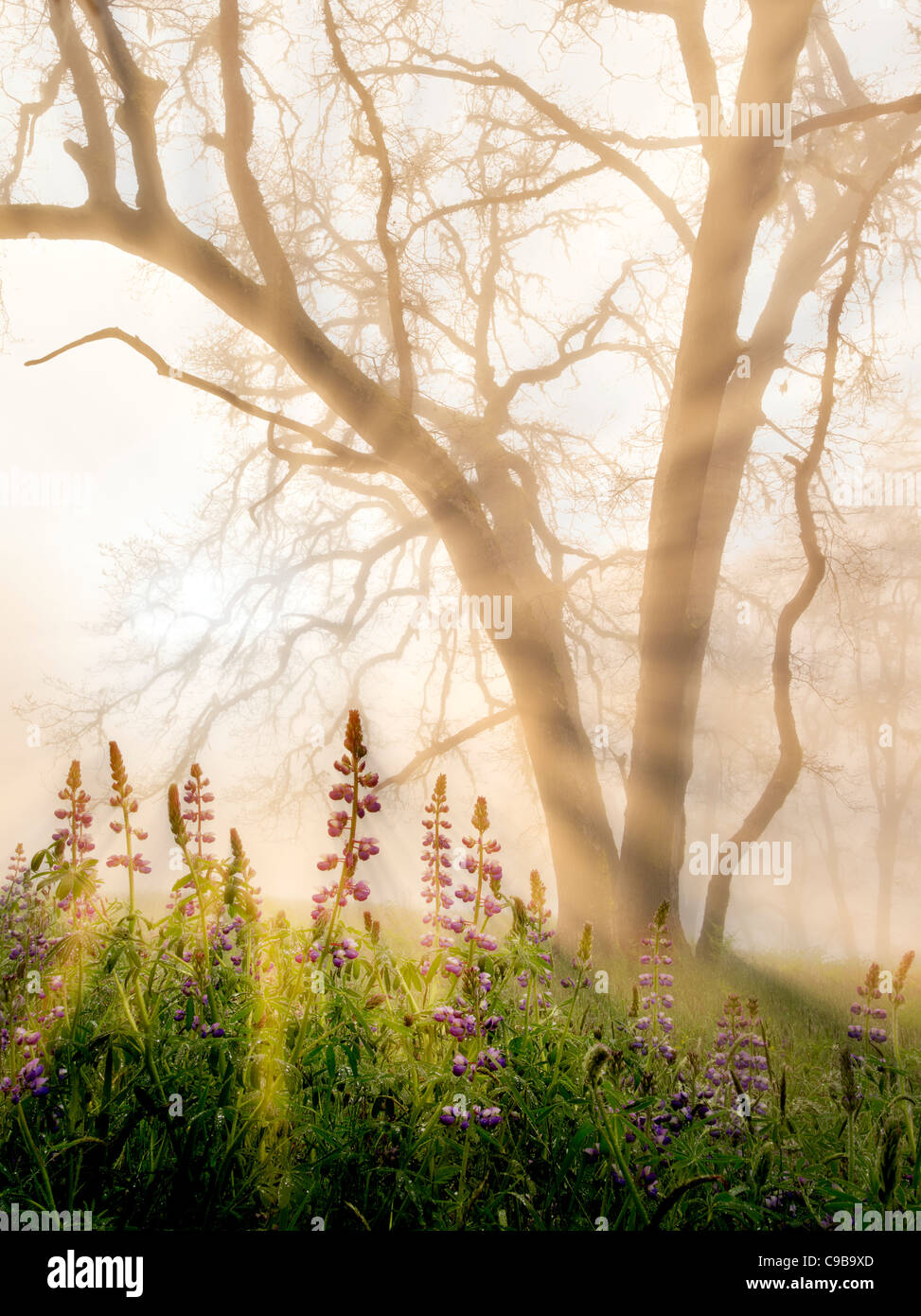 Treccia in legno di quercia e lupini sotto la pioggia con nebbia. Redwood National e parchi statali, California Foto Stock