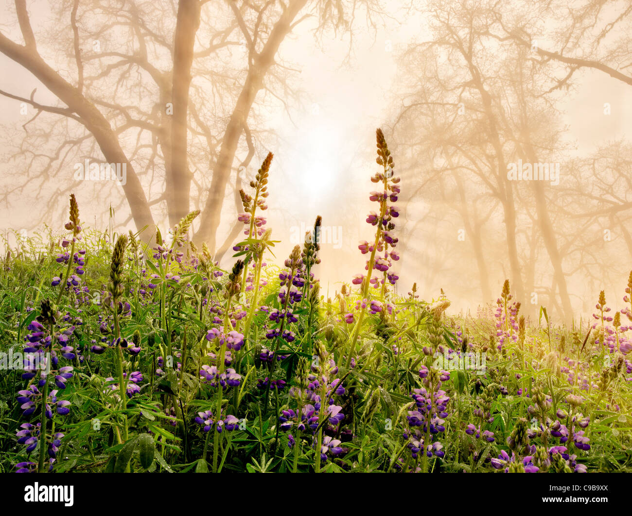 Treccia in legno di quercia e lupini sotto la pioggia con nebbia. Redwood National e parchi statali, California Foto Stock